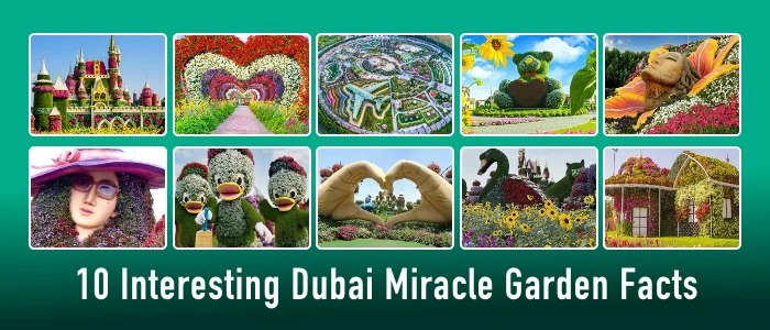10 Interesting Dubai Miracle Garden Facts