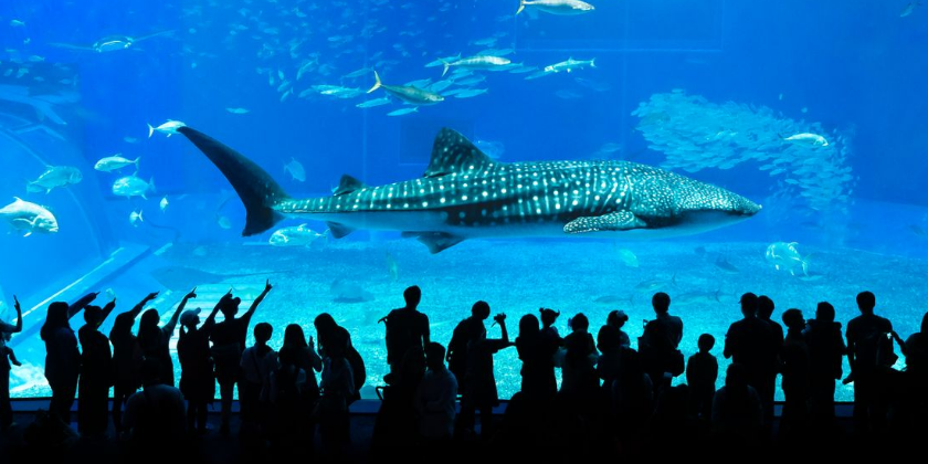 Dubai Aquarium